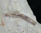 Rare Armored Worm (Lepidocoleus) - Haragan Formation #9042-1